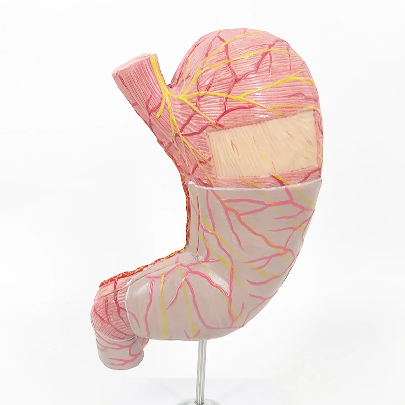 Новая модель Szie YA/D021 человеческого желудка (новый стиль)