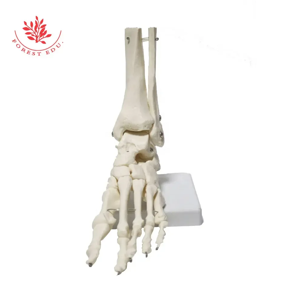 Anatomy Biological Bones Of The Foot Joint Model FRT027-01 PVC Material Foot Skeleton Model Flexible Skeleton Model