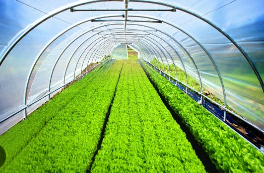 LDPE 2426H Film Grade for soft packing bag Low-density Polyethylene High quality and low price Virgin Plastic