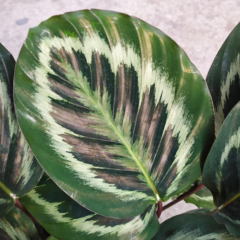  Комнатное наблюдение за листвой Calathea Shinestar подвесные цветы в горшке живые зеленые растения оптовая продажа по низкой