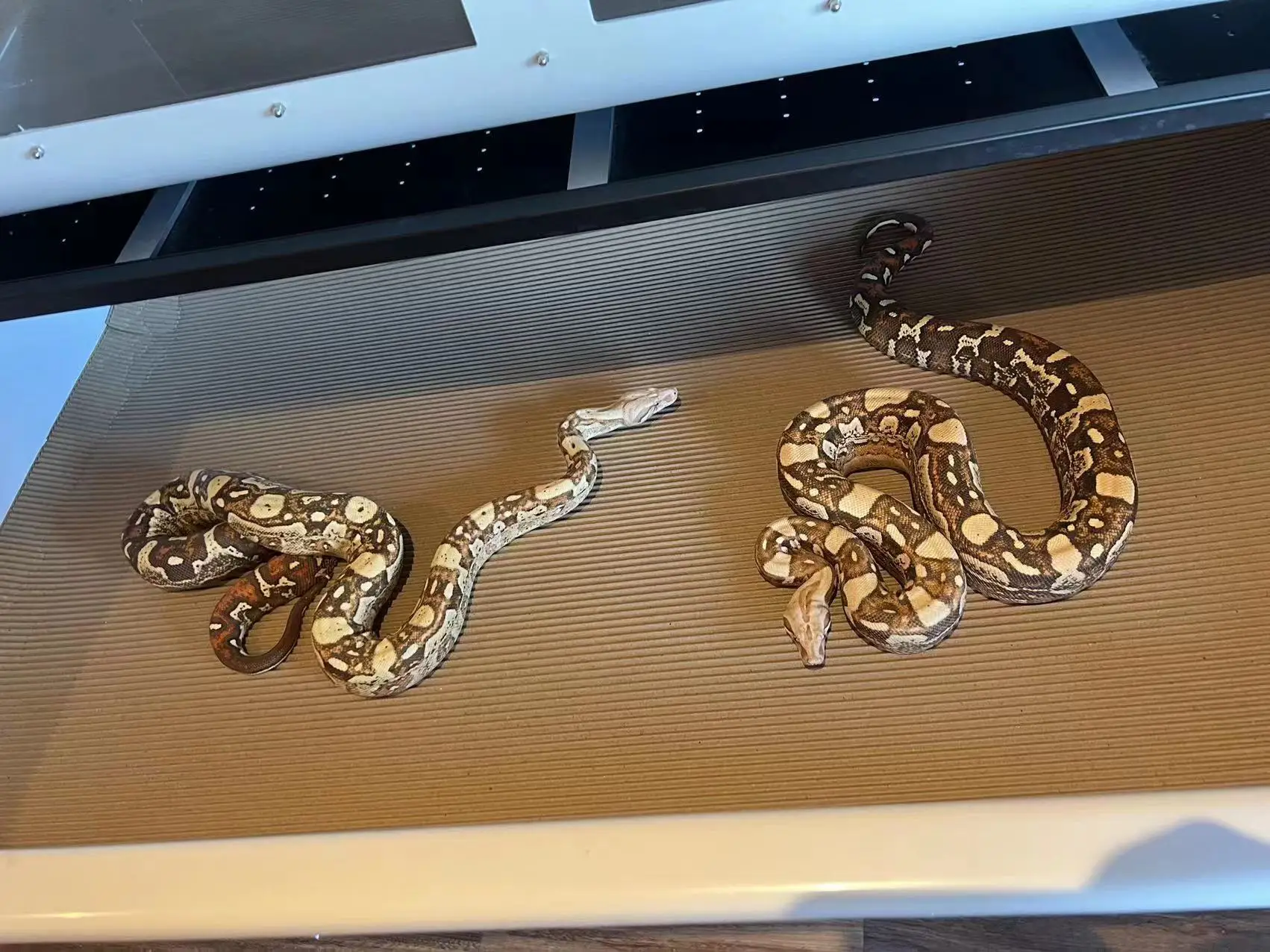 PVC Reptile Enclosure Snake Rack Supplies Terrarium Hide cages Display Case Tank Feeding Tubs Box Serpent System