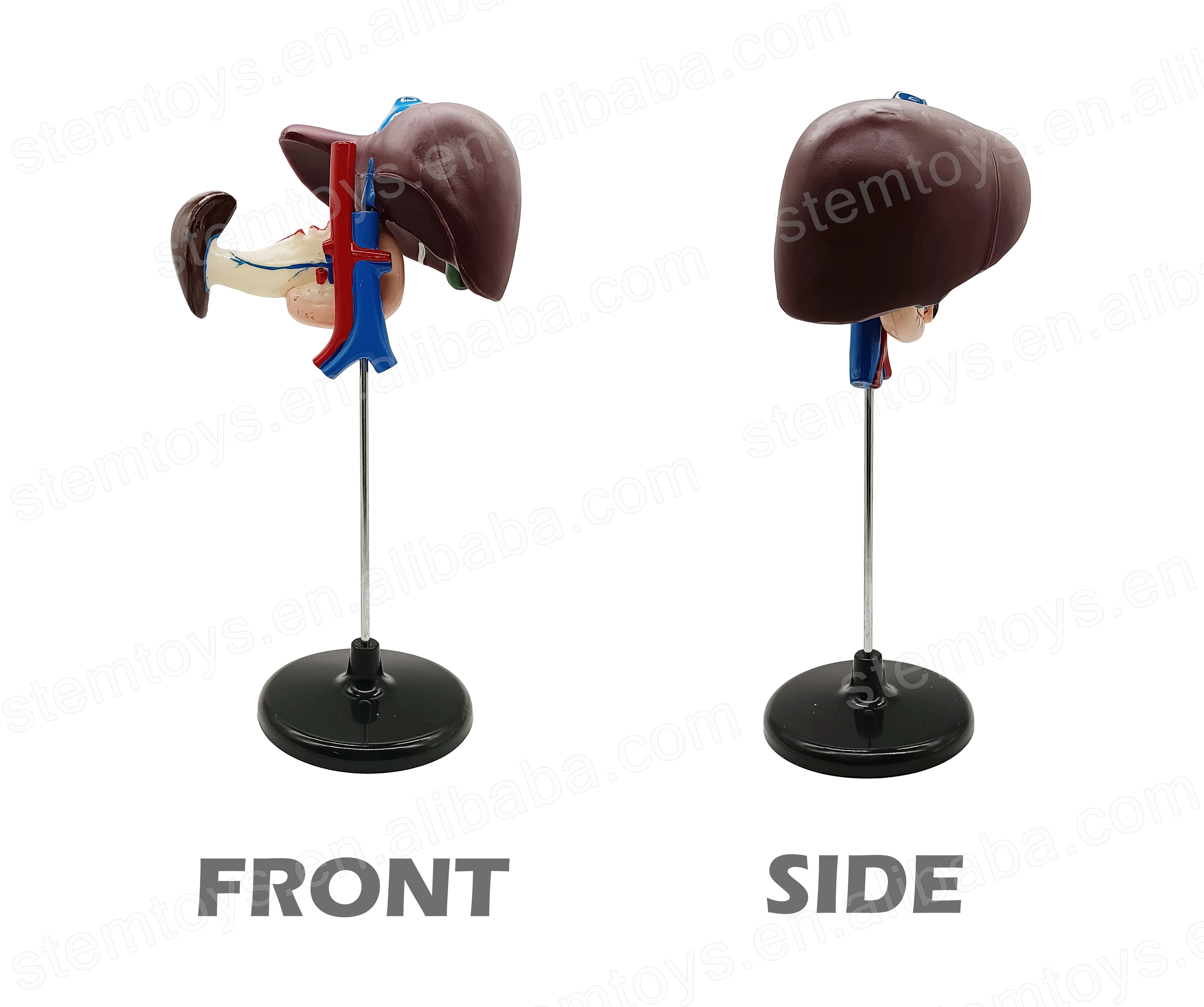 Anatomy Human Hepato-Duodeno-Pancreatic Model Junior Middle School Biological Human Visceral Teaching STEM Educational Model