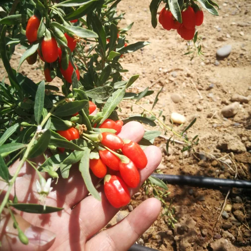 
Certified Organic Goji Berry 