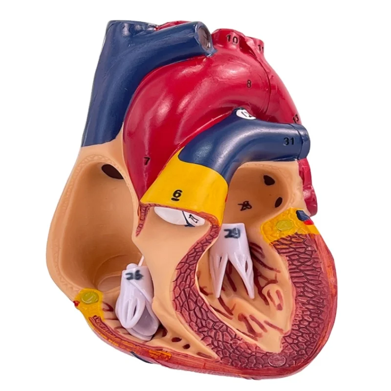 Anatomical Model of Human Heart B Ultrasound Cardiac Model for Medical Teaching