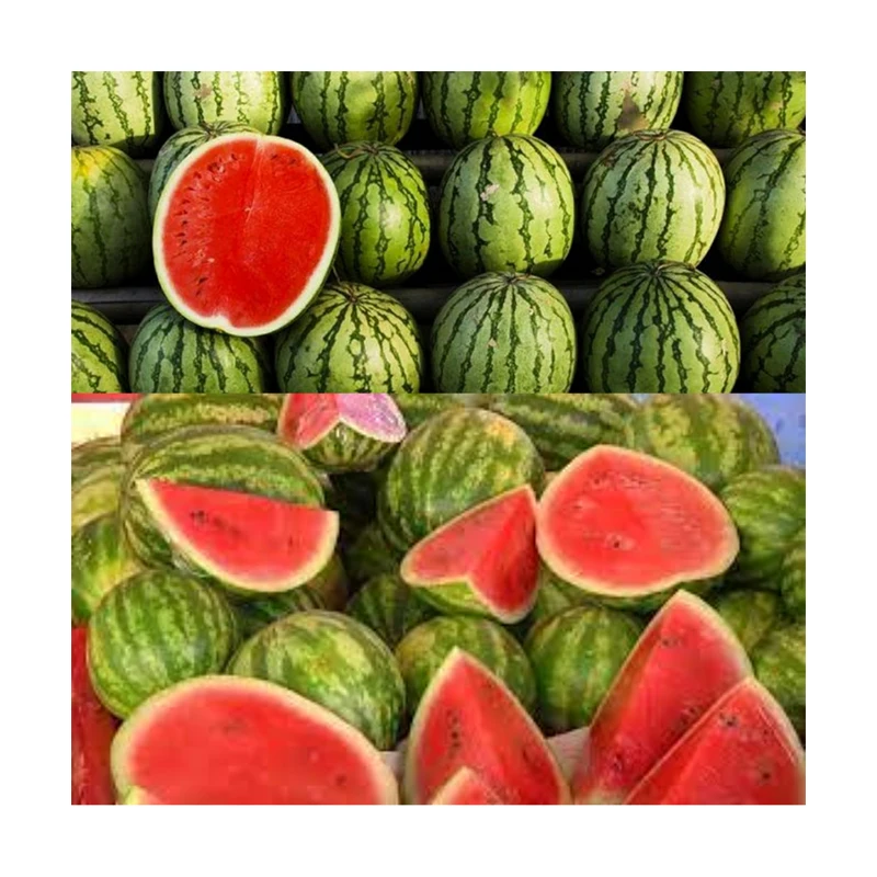 Fresh Seedless Watermelon Premium Style Weight Water Origin Type Size Grade Product ISO Fresh Fruit Place Melon Harvest
