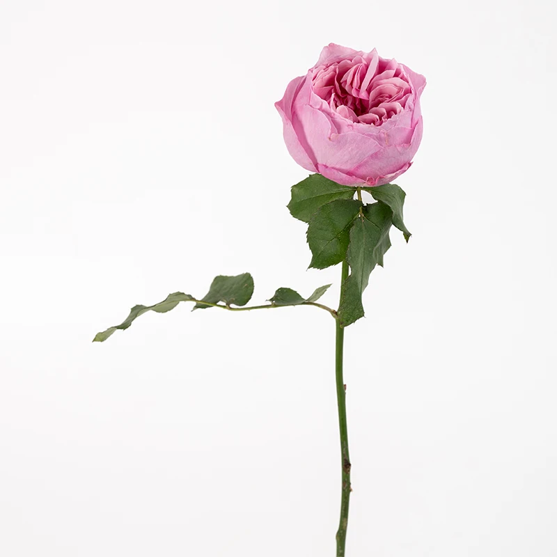 Wholesale High Quality Kunming Fresh Cut Flowers Kelly Fresh Roses for Home Flower Arrangements