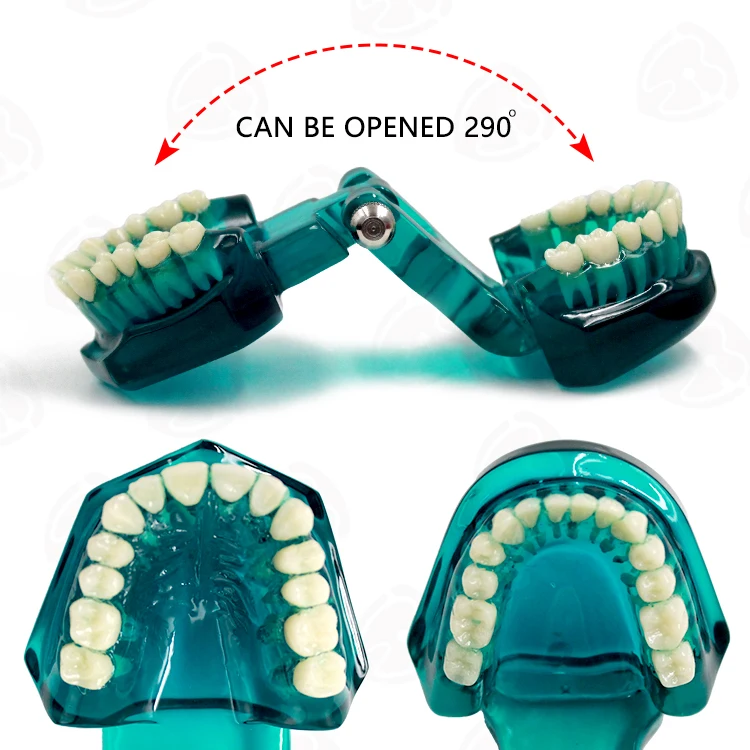 Medical science transparent dental teaching tooth model with nerves for medicine pathological tooth model