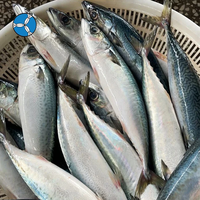 SANFENG SEAFOOD Frozen Pacific Mackerel Fresh Mackerel Sea Fish For Export