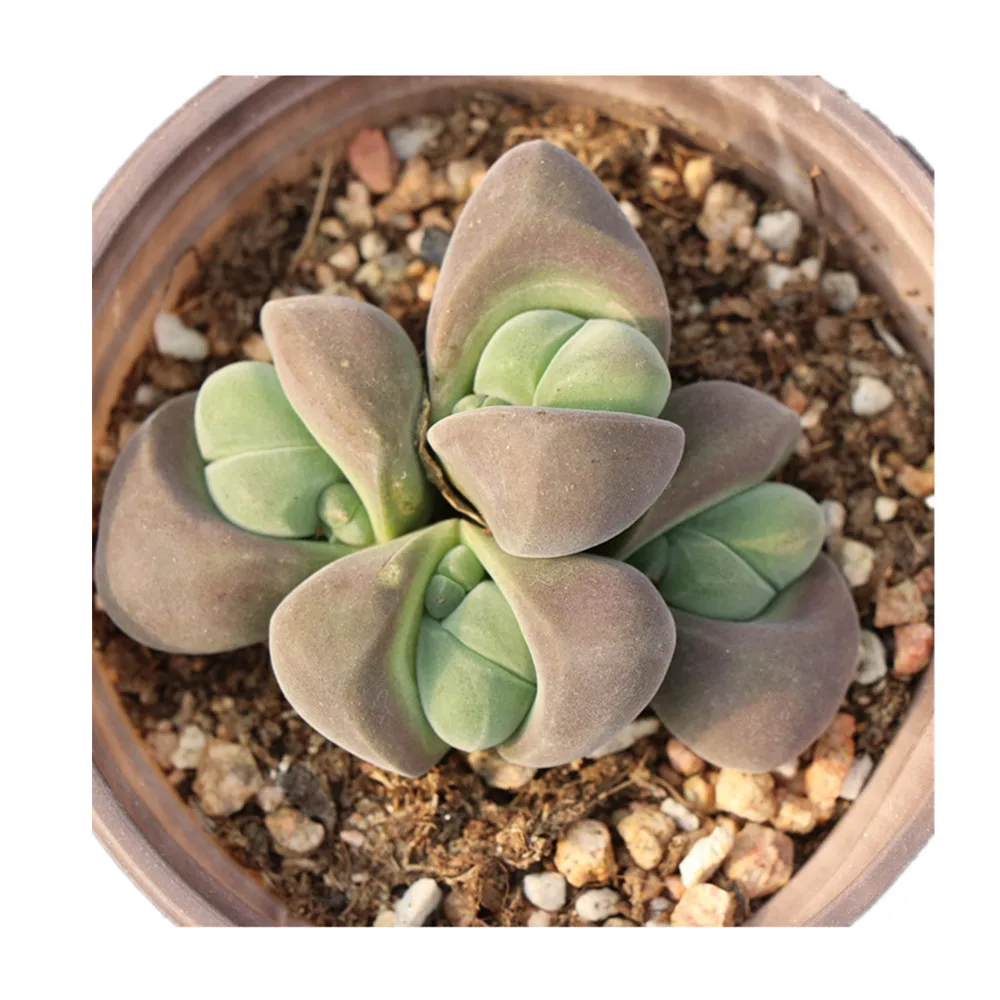 Best variety succulent natural with suitable price used for office  decoration succulents echeveria plants