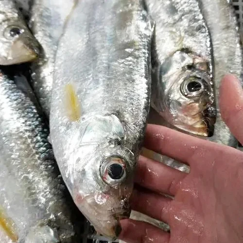 Wholesale Bulk Good Quality IQF Frozen White Sea Bream Fish