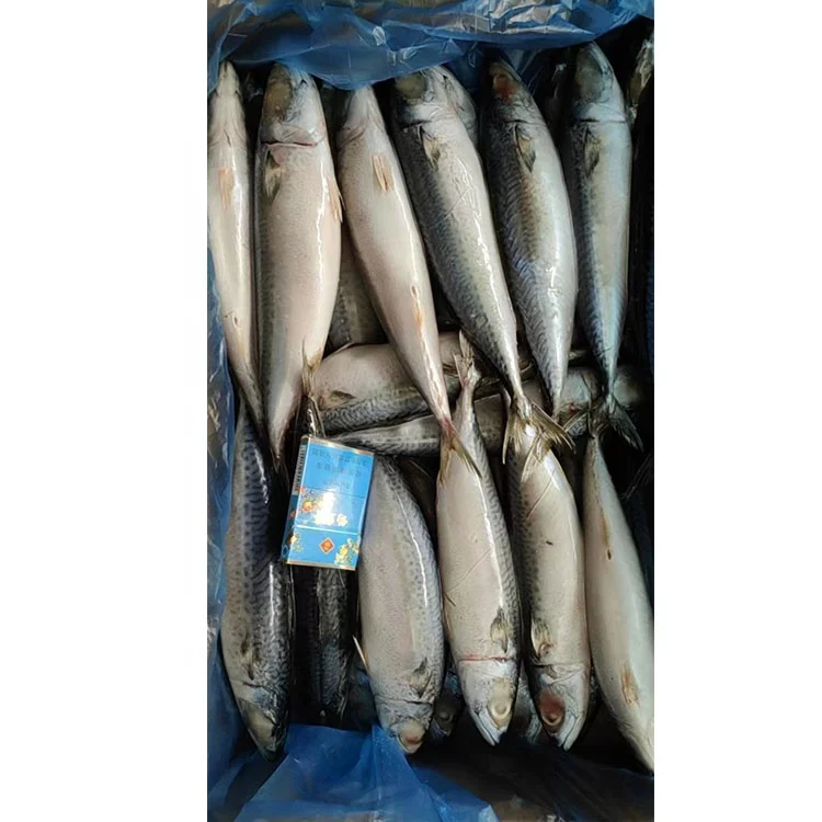 Norway Frozen Horse Mackerel /Pacific/Indian/Atlantic Mackerel Fish
