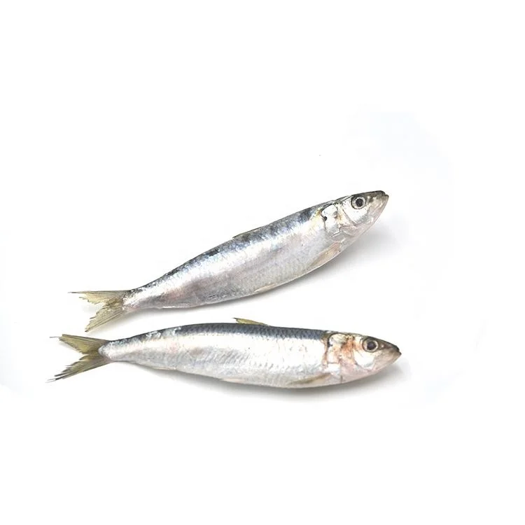 Frozen Sardine Fish W/R
