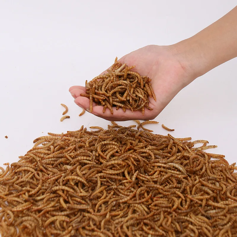 oem odm Dried bread worms wholesale dried yellow mealworms pet food bird food feed hamster snacks ornamental fish turtle food