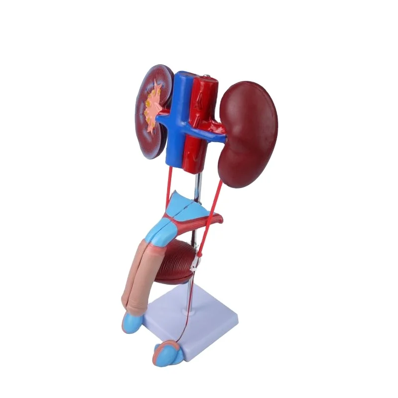 Анатомическая модель репродуктивной системы для мужчин анатомические модели репродуктивных органов