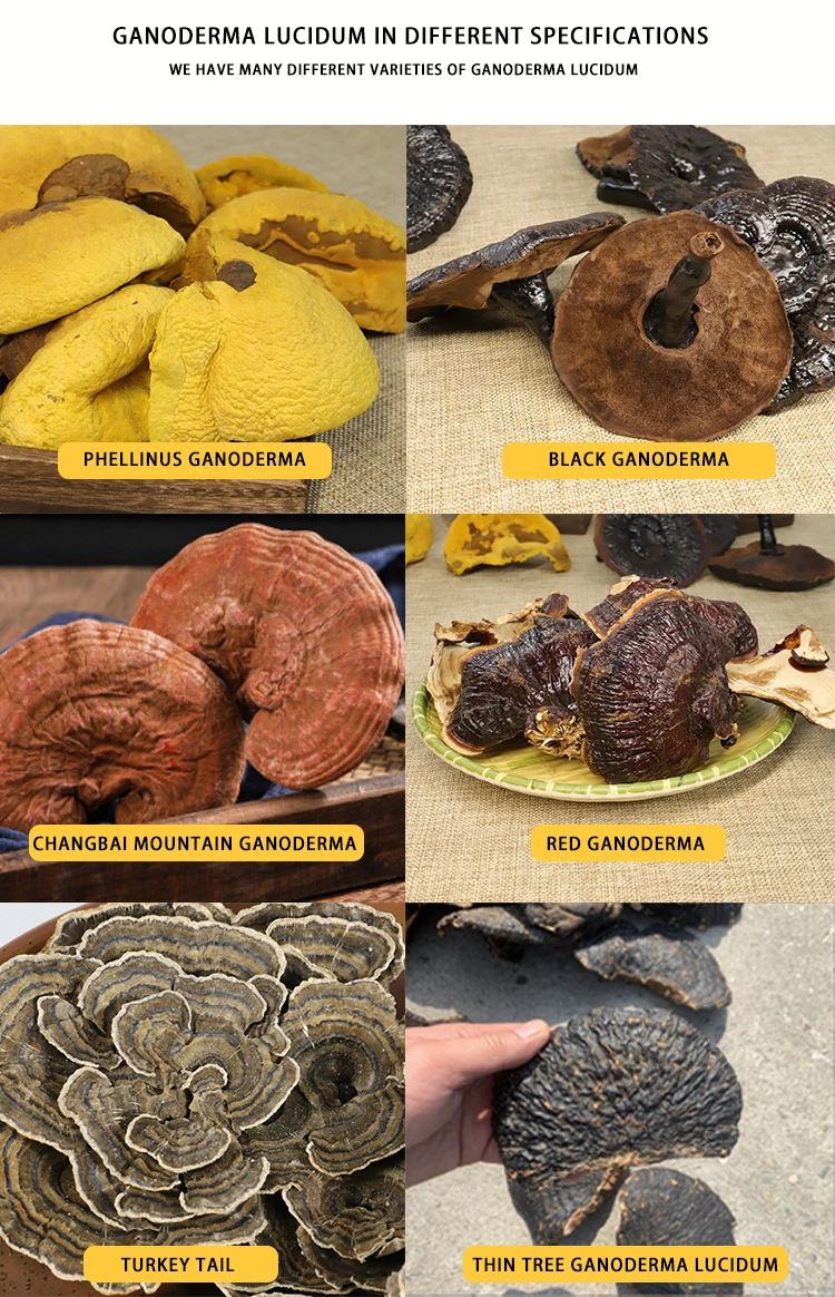 Натуральное Оригинальное травяное растение Lingzhi дикое сушеное Ganoderma Lucidum Reishi