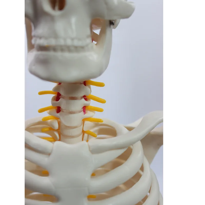 85CM Flexible Human Skeleton Model With Nerve