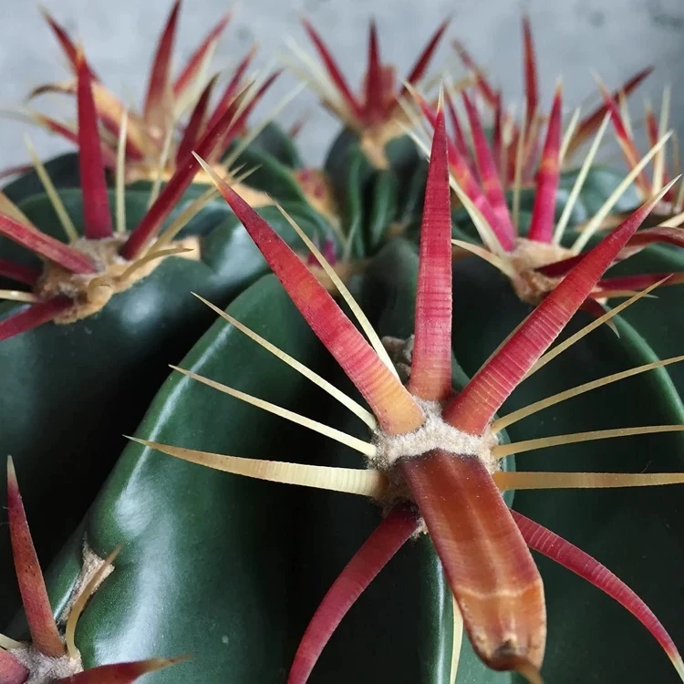 Perennial Cactus Ferocactus Britton & Rose