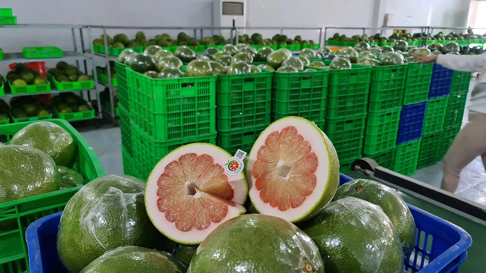 Fresh Grapefruit Pomelo Citrus Fruits (Green skin, pink flesh) Tropical Fruit Export From Vietnam- Whatsap 0084989322607