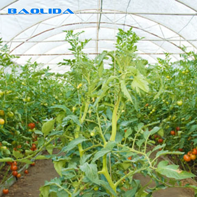 Aquaponic Tomato Greenhouse For Sale