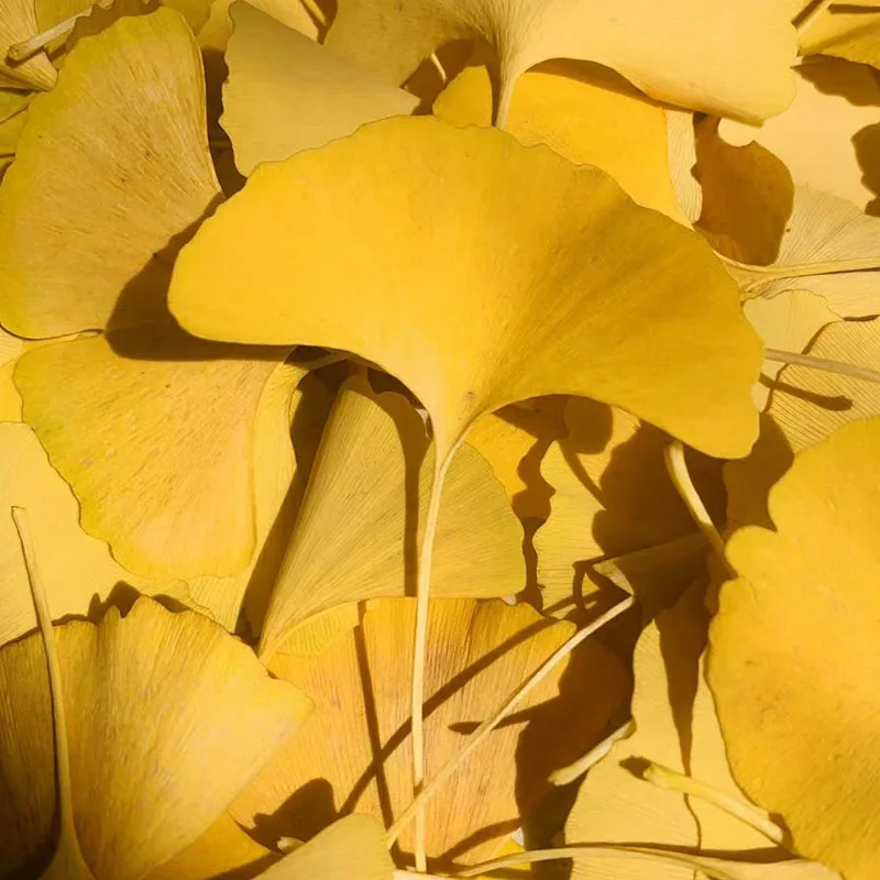 Желтый лист гинкго скрапбукинг эпоксидная смола натуральный растительный экологичный настоящий спрессованный цветок