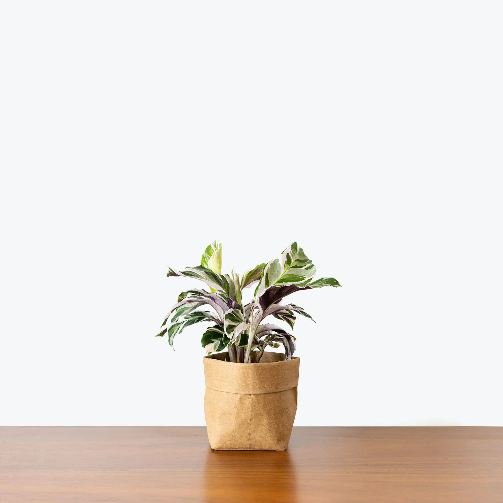 Прямая продажа с завода высококачественные древесные растения Calathea Fusion White для домашнего