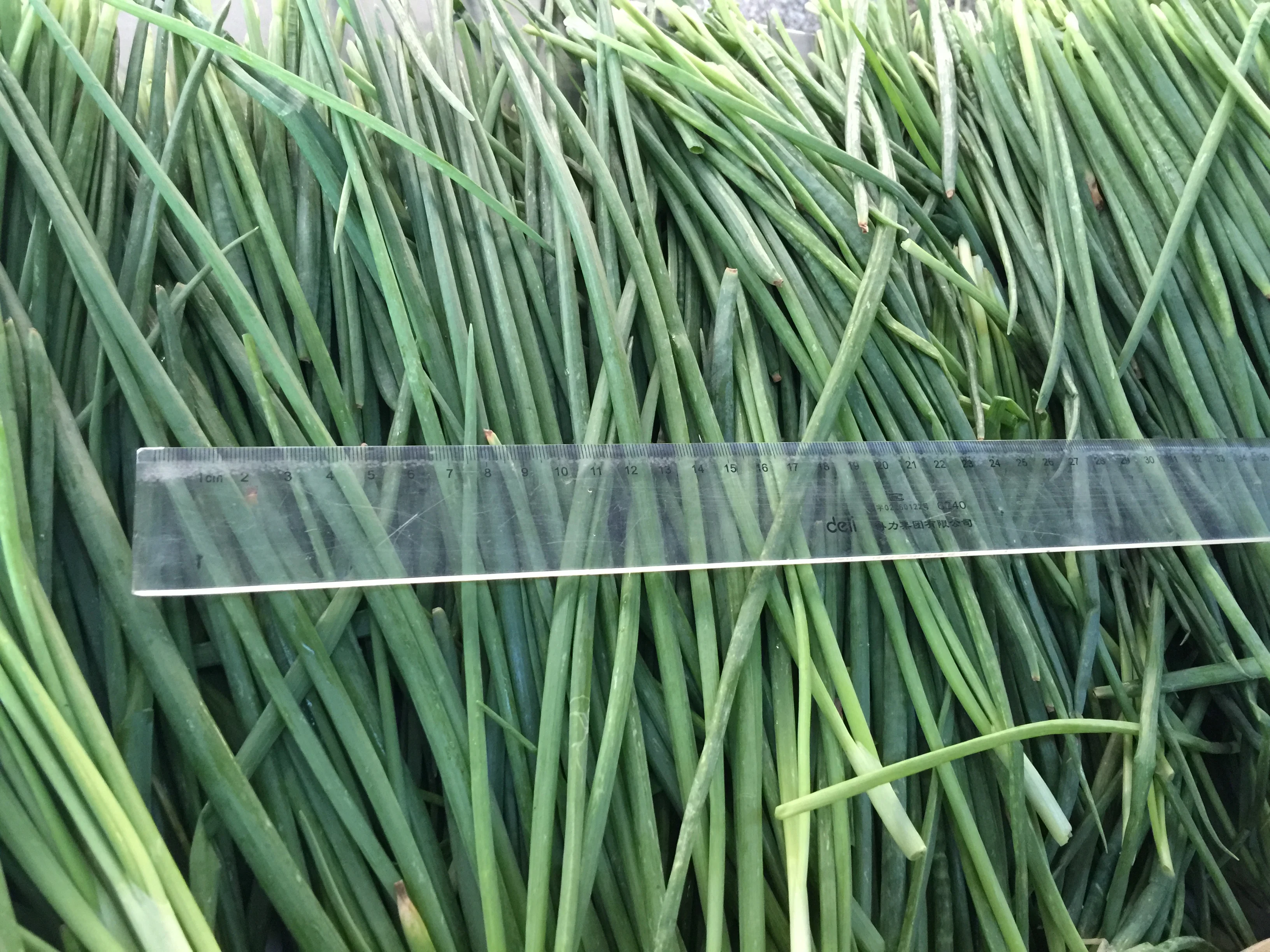 Dried Dehydrated Chinese Shandong Chive Rolls Spring Onion