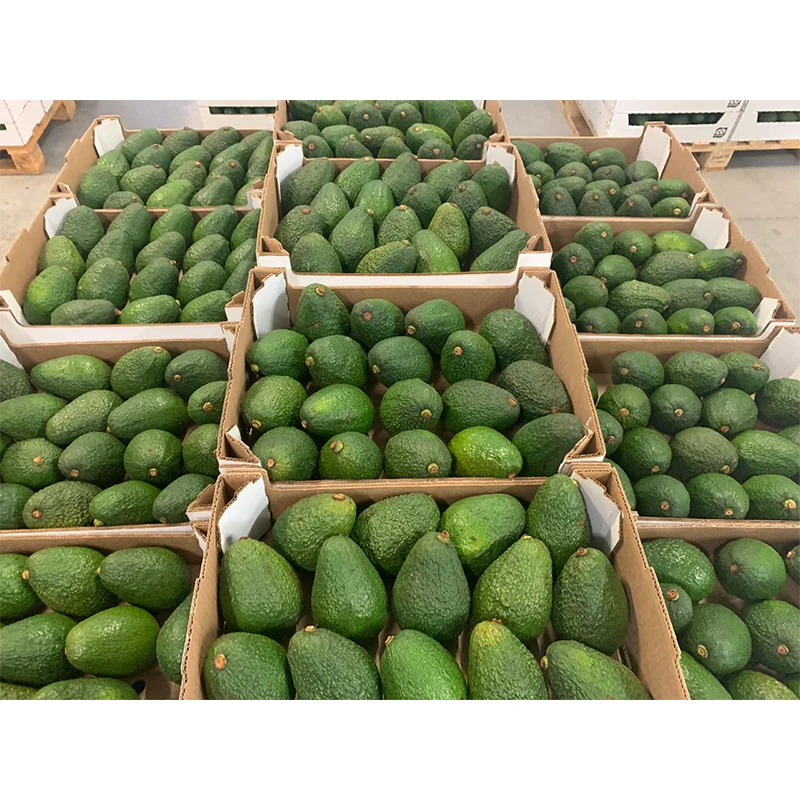 
100% Natural Hass Avocado from Colombian with Wholesale Quantity  (1600232771485)