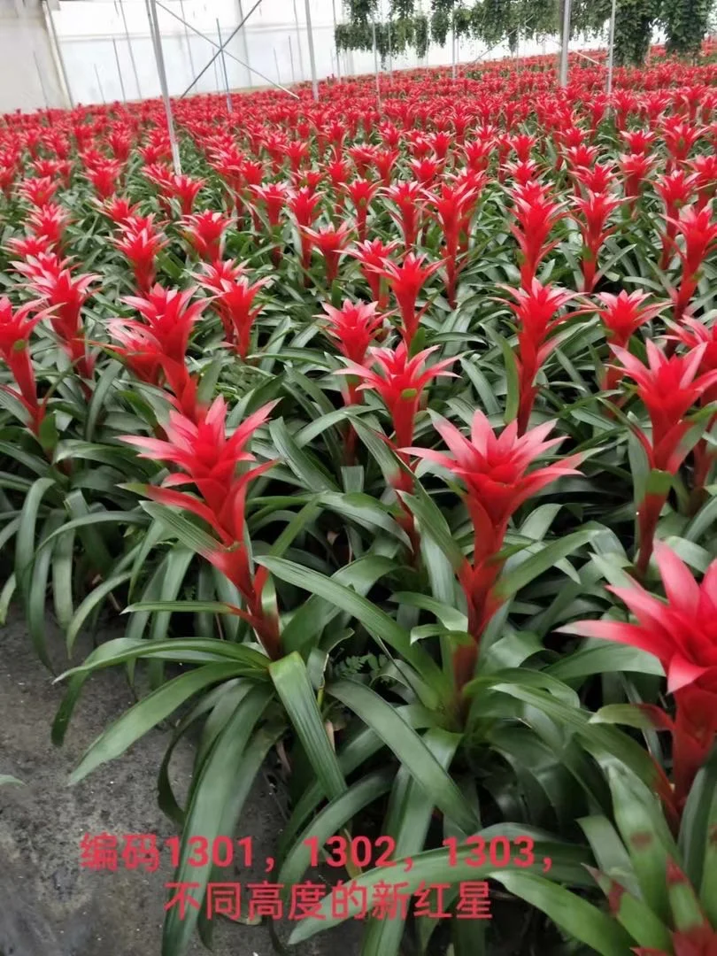 Indoor flower green planting plants