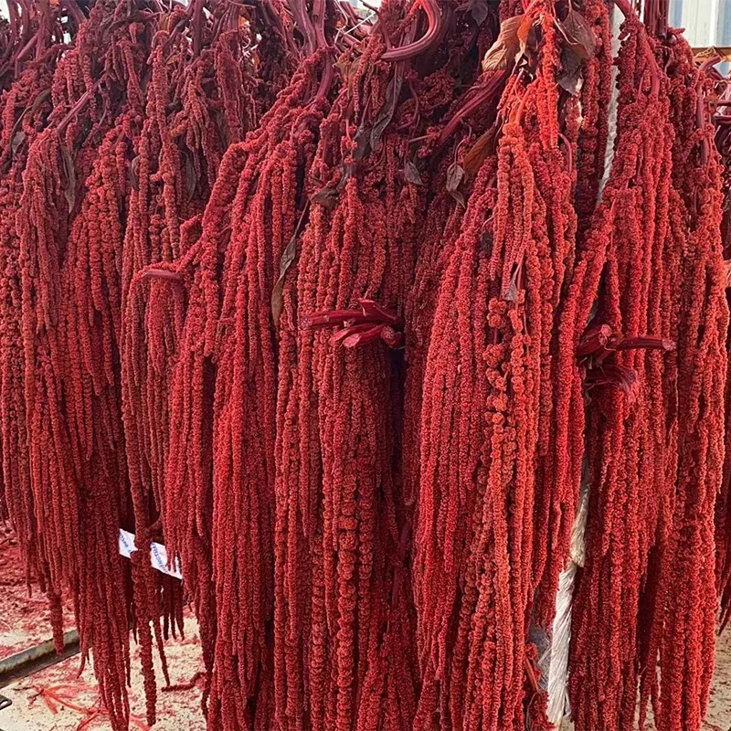 Fantastic New Product Hanging Rice, Natural Dried Flower Tail, Amaranth, Home and Homestay Decoration Photography Prop