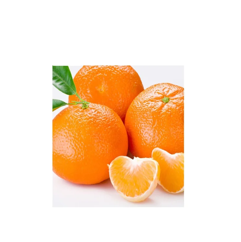 Fresh oranges Valencia and Navel Fresh Orange for sale