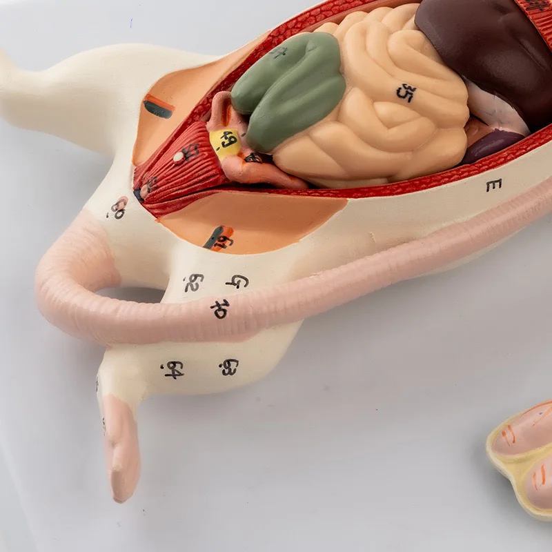 Mouse internal organ structure anatomy model biology teaching experimental animal anatomy animal husbandry specimen