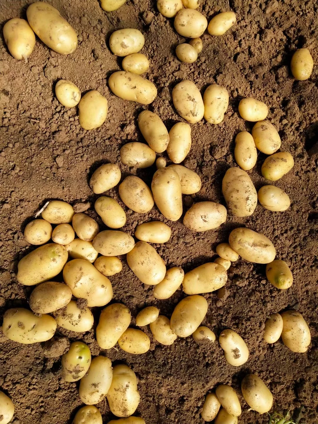 Popular fresh vegetable potato export low price