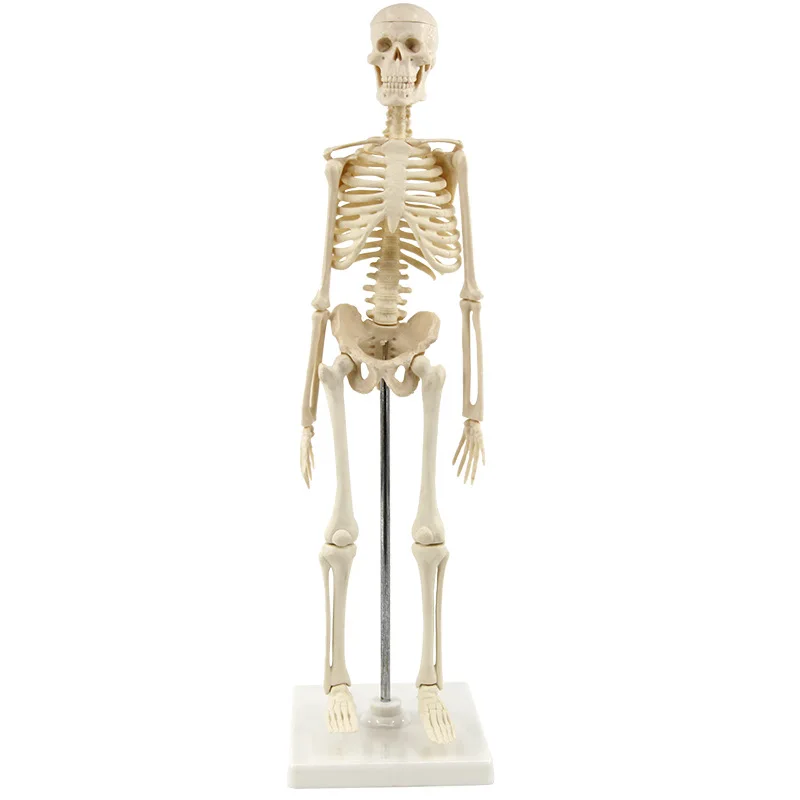 high quality 170 cm skeleton model Medical educational anatomy model toy figure plastic human life size
