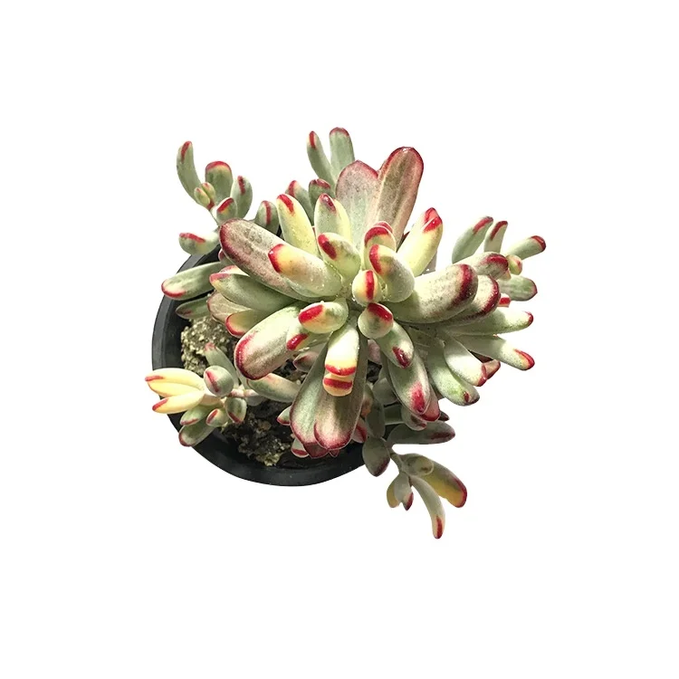 
garden cactus rare super big live succulents plants Miracle Christmas Tree for sale 