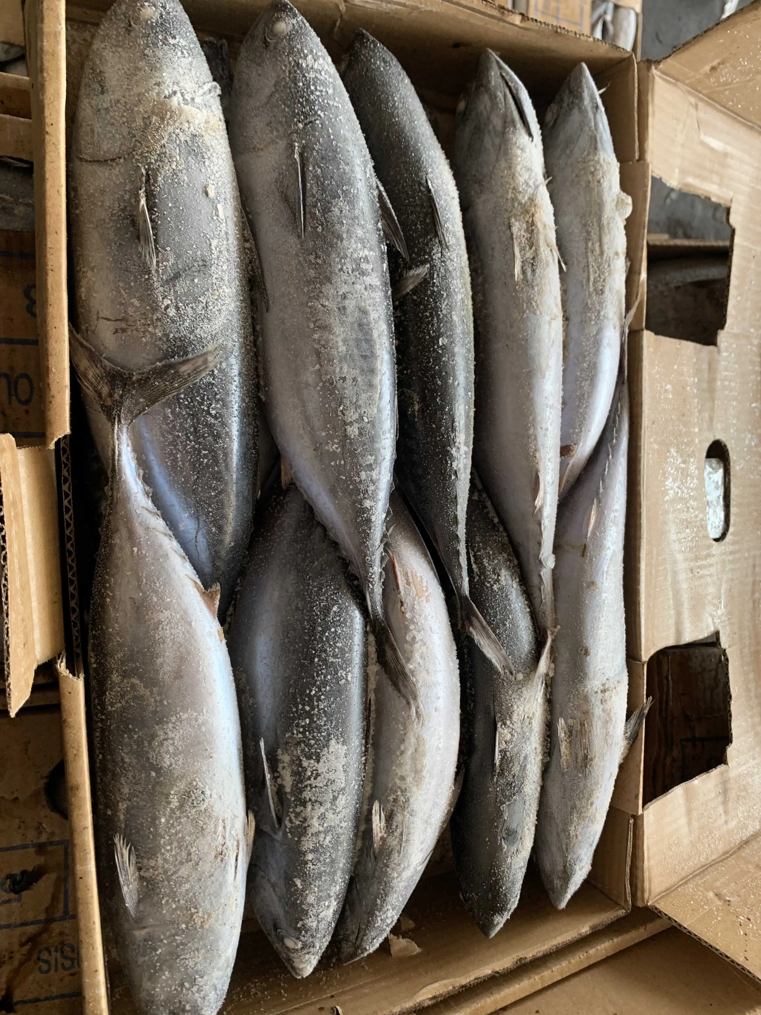 Заводская поставка, хорошее качество, Бонито, тунец для японского рынка