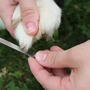 Amazon Hot Selling Pet Grooming Tool Dog Cat Nail Clippers And Trimmer Cheap Pet Nail Clipper