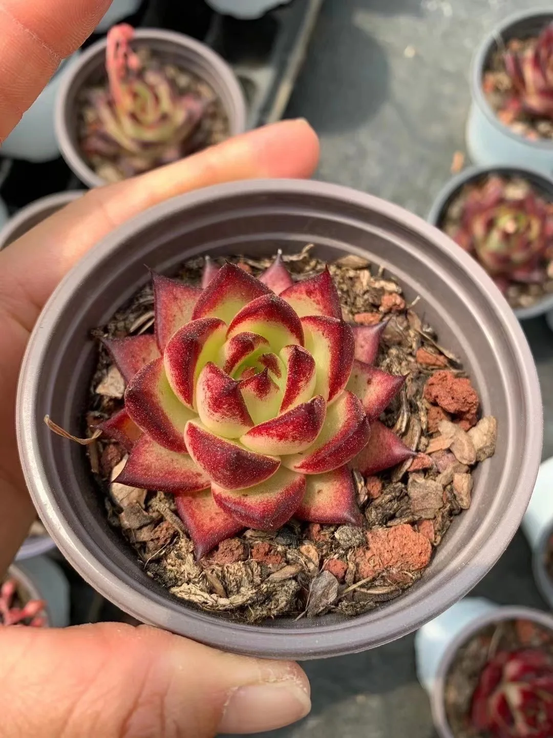 
Medinilla magnifica Lindl succulent plants live for home decoration 