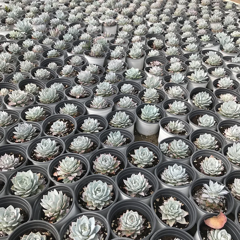 
Pink Bluebird seal Live succulent plants natural indoor for desk China plant farm 