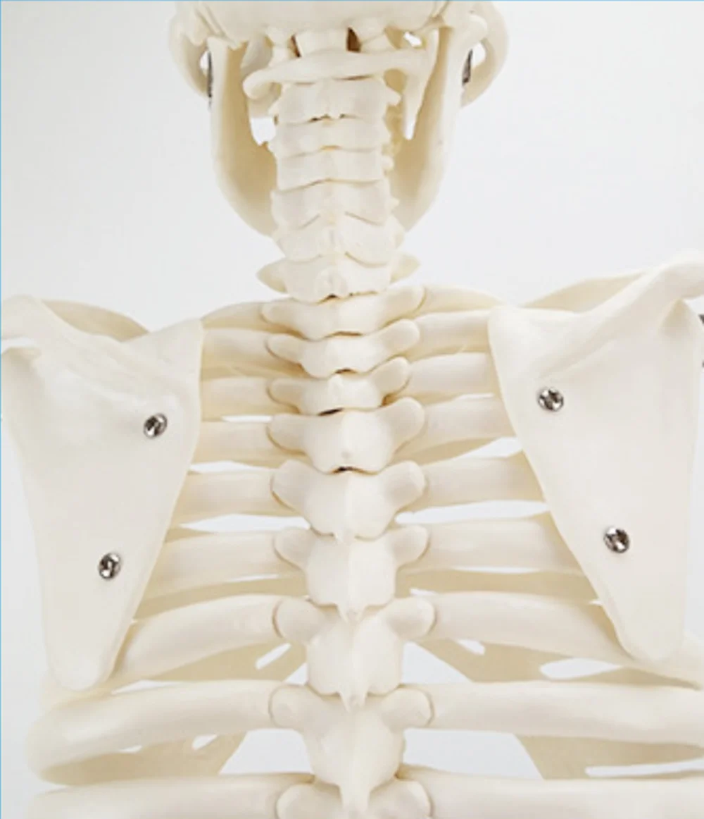 Life Size 180cm Human Skeleton with Muscles and Ligaments Human Skeleton Model Anatomy