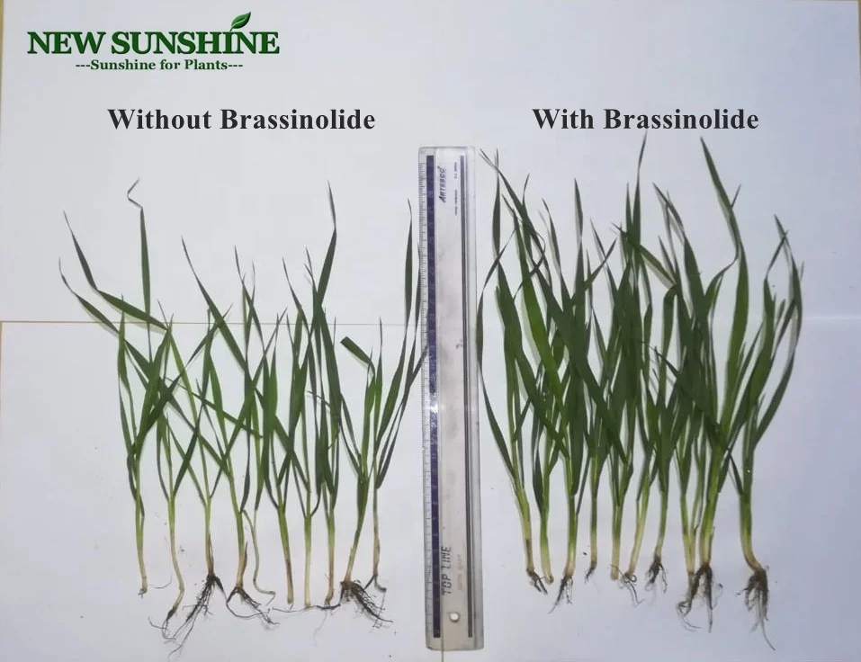 Professional Manufacturer Natural Brassinolide Solubility