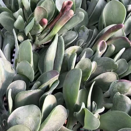 Оптовая продажа, суккулентные растения, каланхоэ тирсифолия, «огненная лиса»