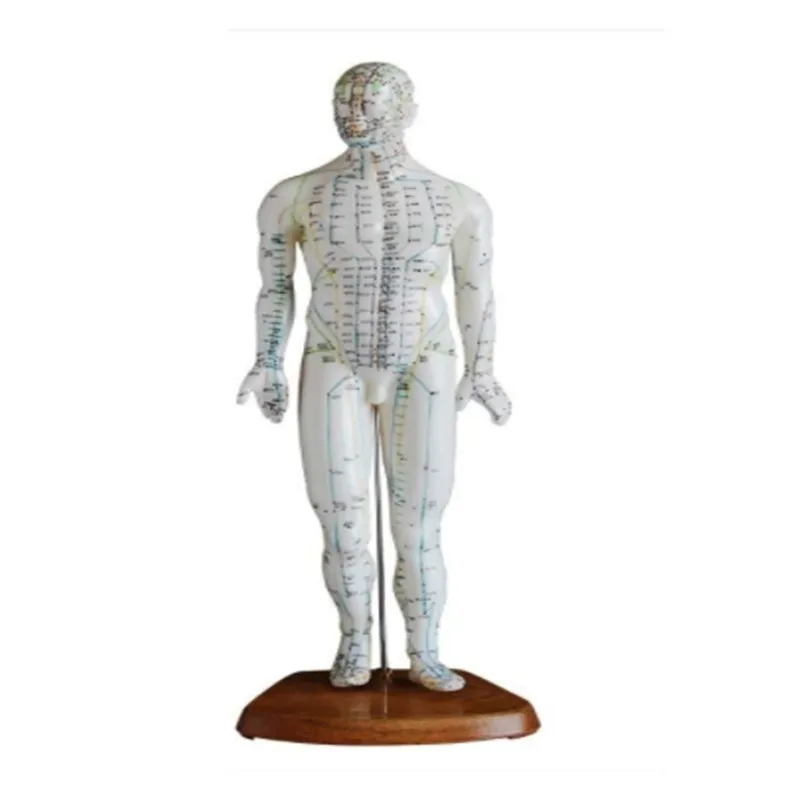 
Acupuncture Point Muscle Anatomy Human Body ACUPUNCTURE MODEL 46CM MALE 