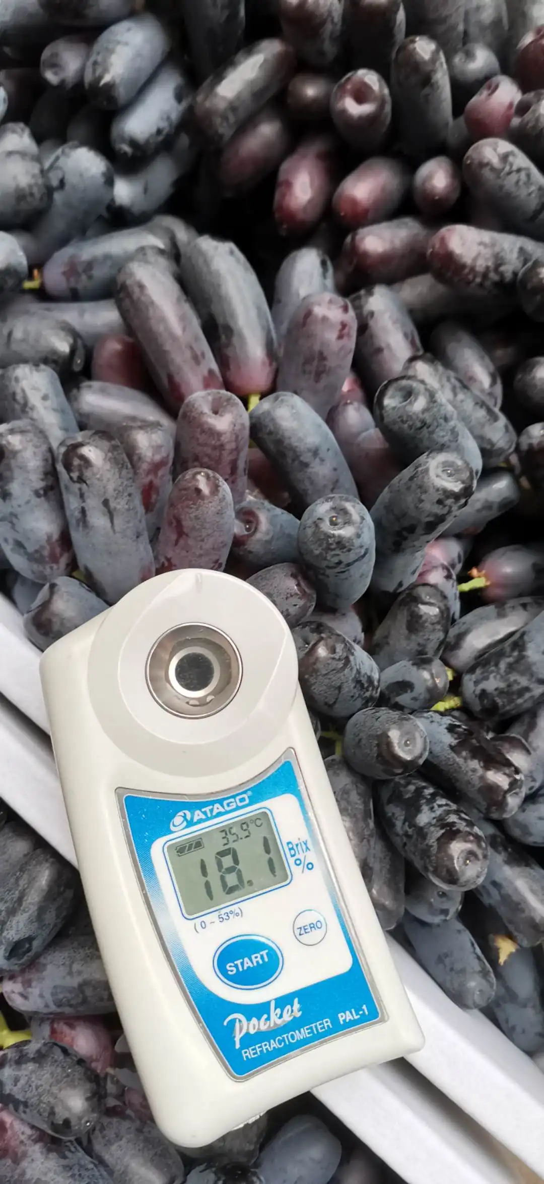 Chinese black grape fresh crop Moon drop grape