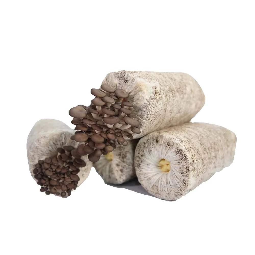 Оптовая продажа гриб цены устричный гриб икру бревна