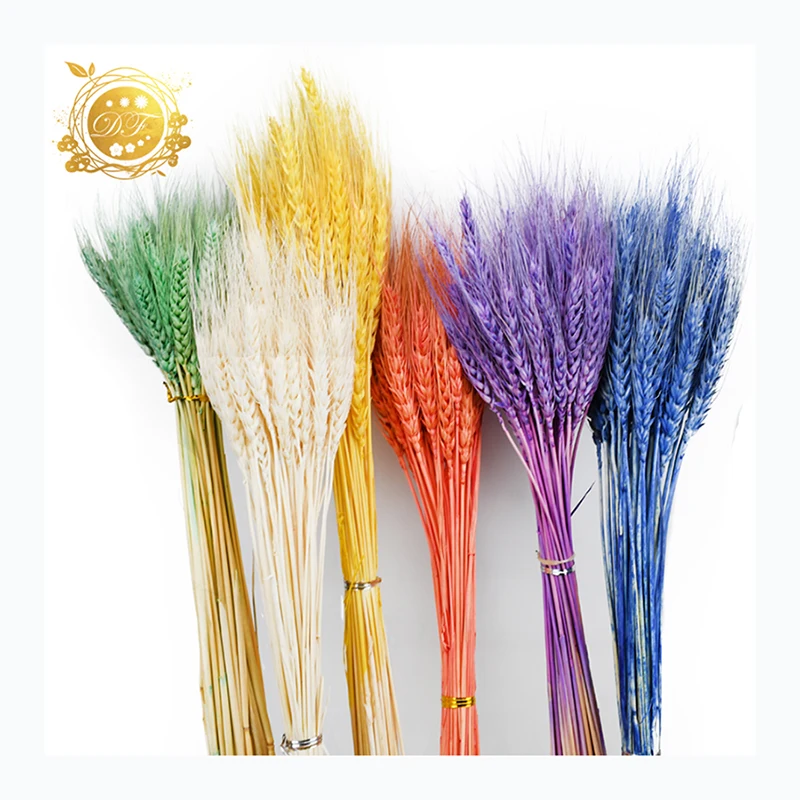 Hot sale supplier  natural wheat real dried wheat  flower  for DIY bouquet