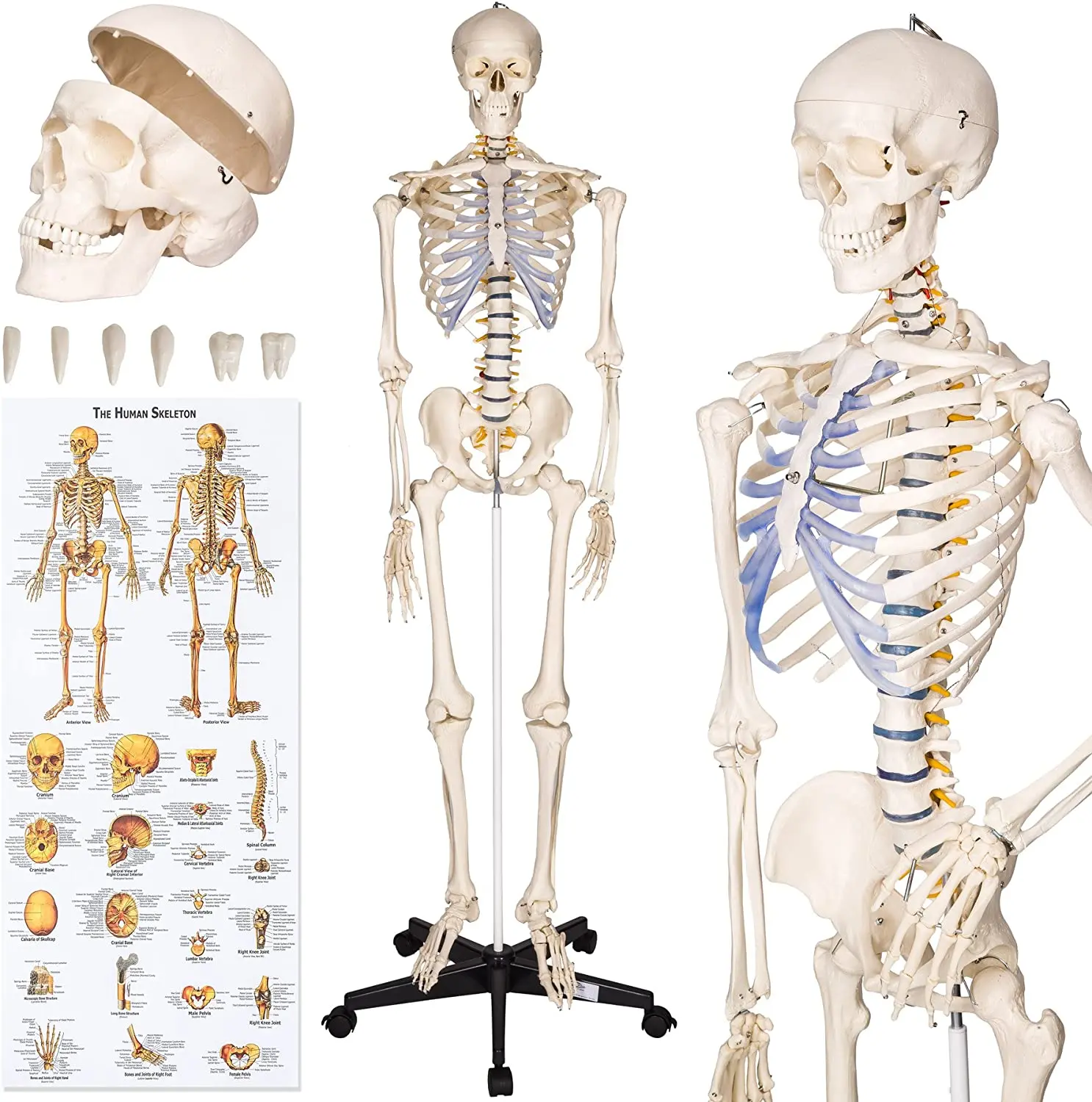 Medical Life Size Real Human Skeleton Model Anatomy Model Human Skeleton