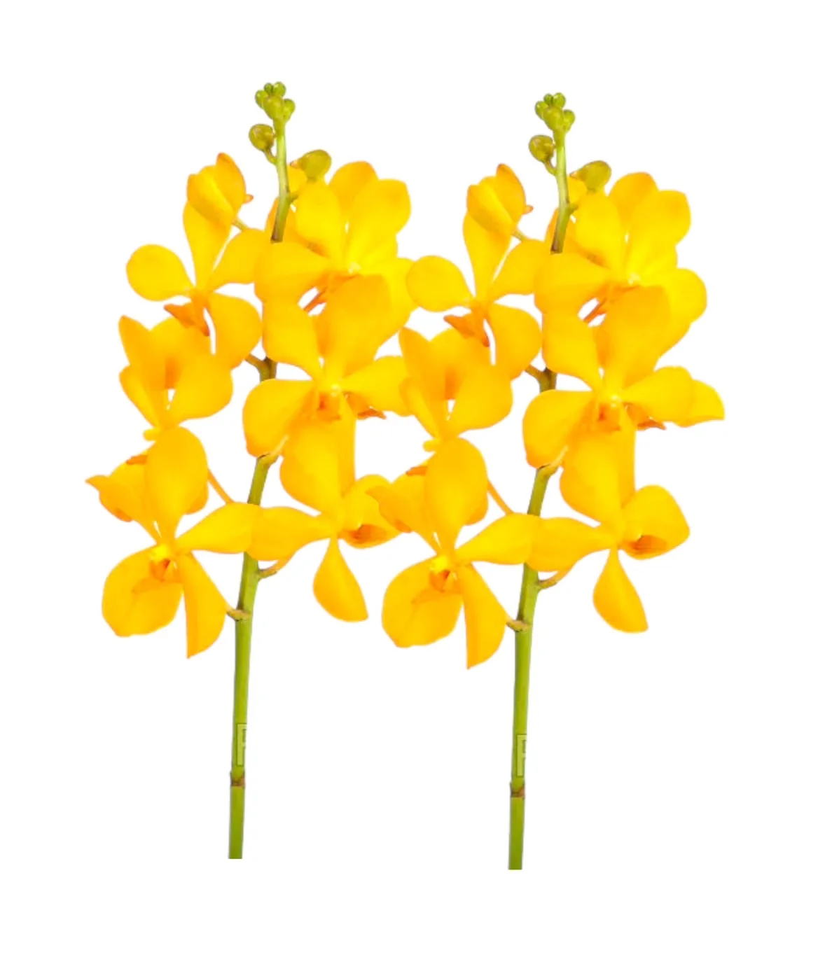 Yellow Mokara Fresh Cut Orchid Flower Orchids Flowers Are Fragrant For Export And Sold Within The Country From Orchid Farmers