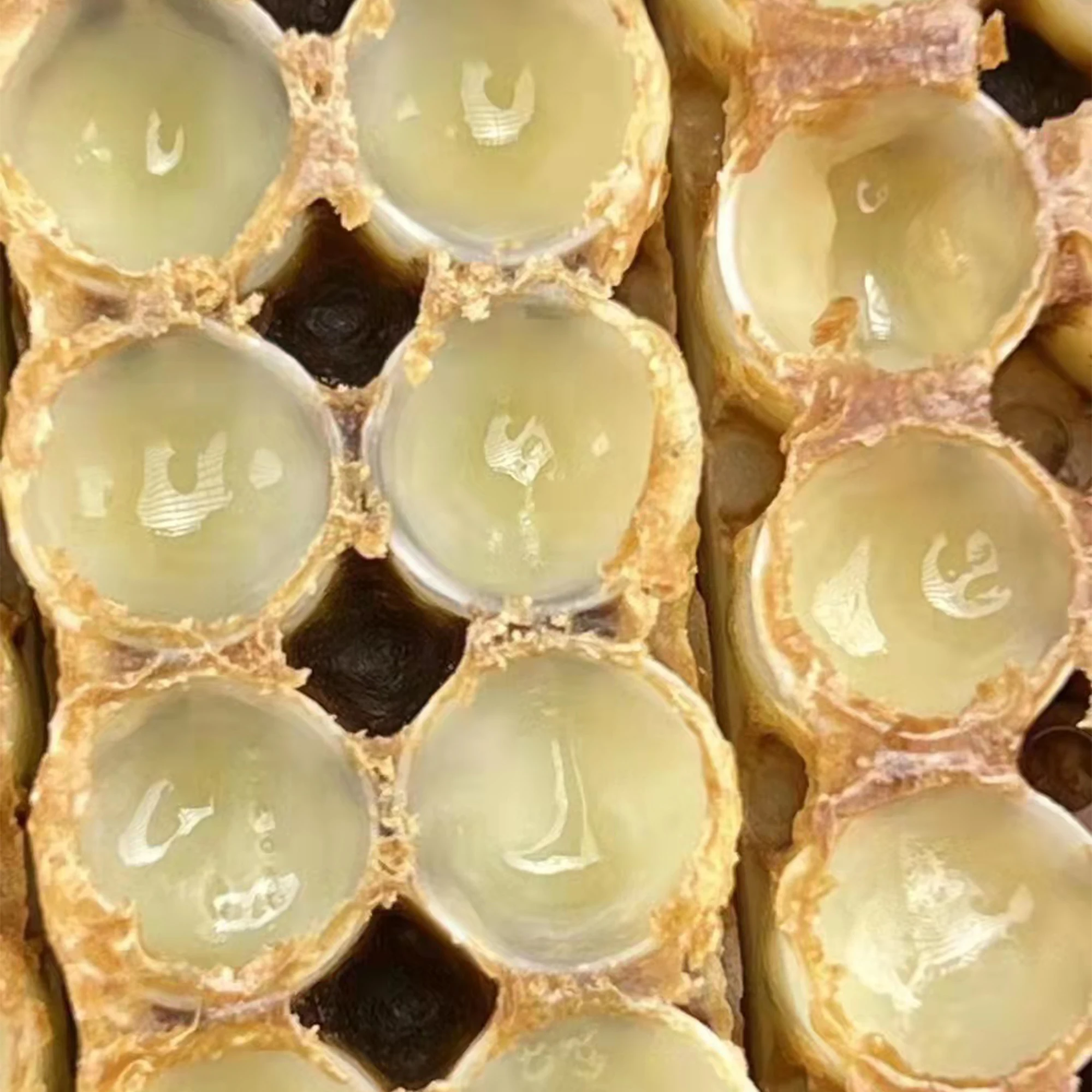 Fresh Frozen Royal Jelly