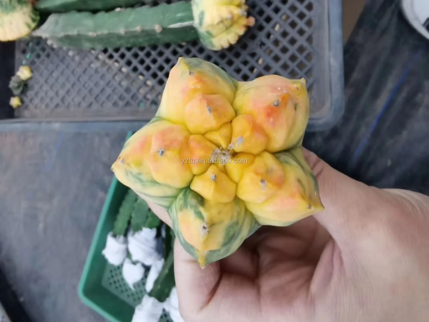 
Hot sale whole sale grafted live indoor cactus outdoor Thailand succulent nursery real cactus plant online cacti for sale 