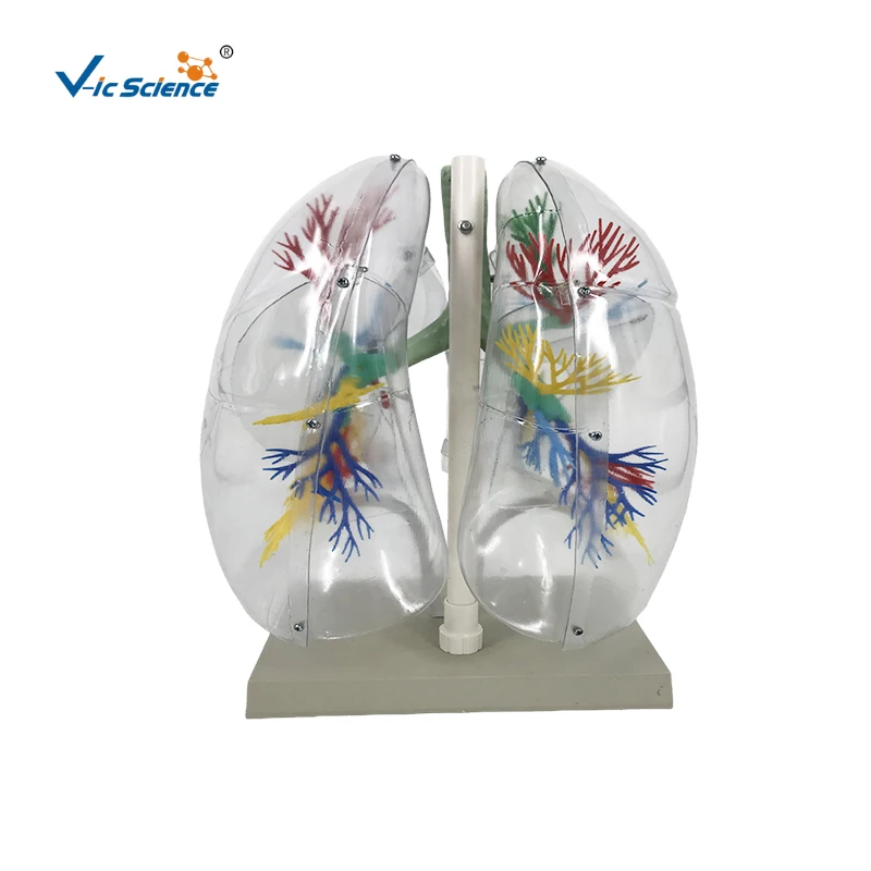 Biology Model for Left and Right Lung for Hospital Usage